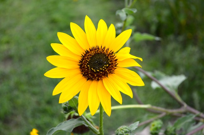 Striped Joules Dress_0521