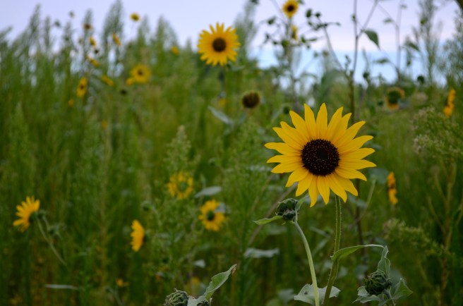 Striped Joules Dress_0526