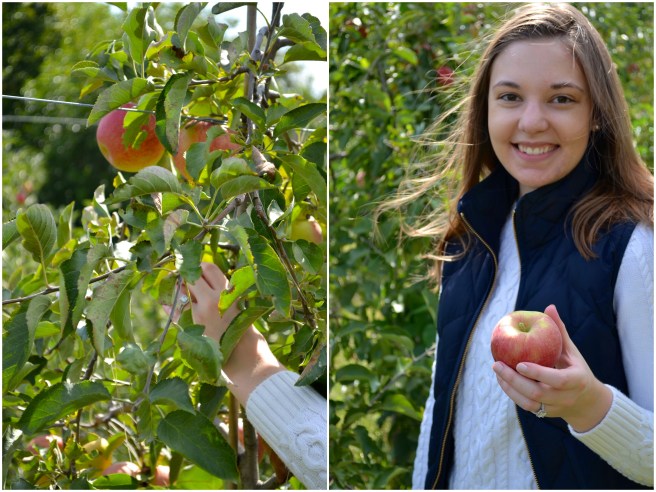 Apple Picking 2017-1