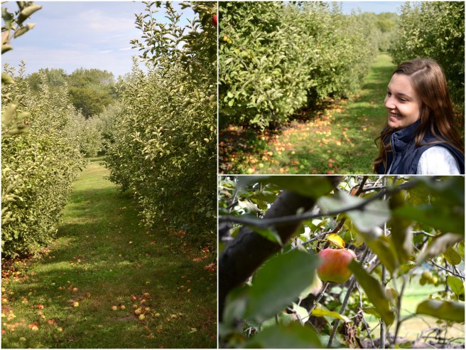 Apple Picking 2017-3