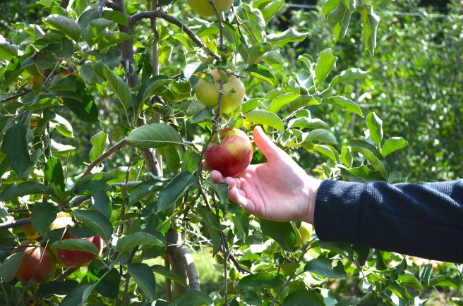 Apple Picking_0901