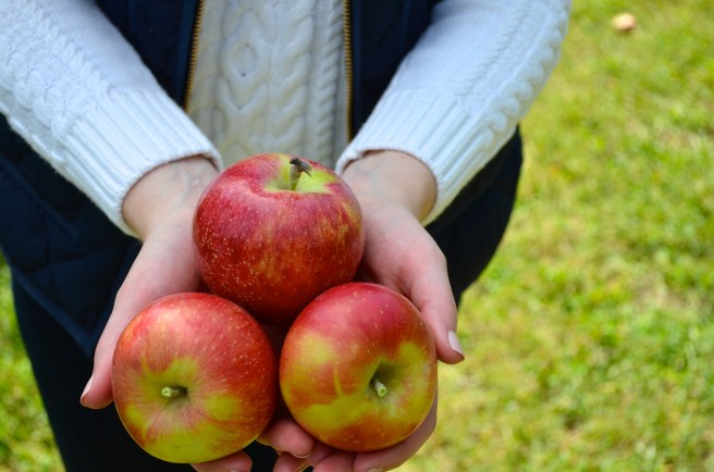 Apple Picking_0908