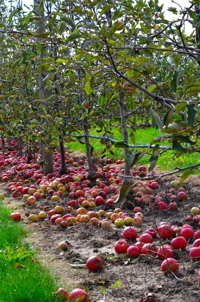 Union Orchard 2017_1412.jpg