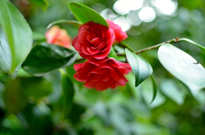 Golden Gate Botanical Garden_0354