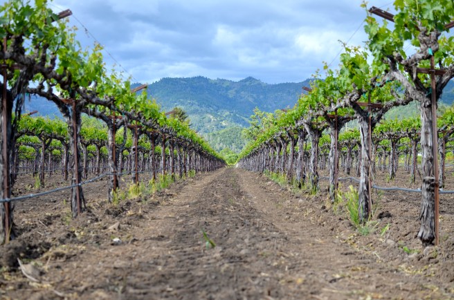 Napa Vineyard_0474.JPG